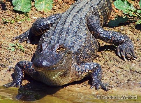 American Alligator_45108.jpg - American Alligator, Alligator mississippiensisPhotographed along the Gulf coast at the Smith Oaks Bird Sanctuary in High Island, Texas, USA.